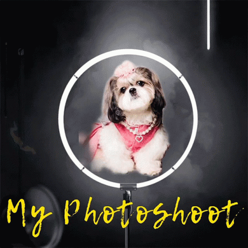 My Photoshoot Doratzu GIF - My Photoshoot Doratzu Kissess Shihtzu GIFs