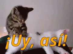 Gatito Dando Masaje A Otro GIF - Gato Uy Asi Que Rico GIFs