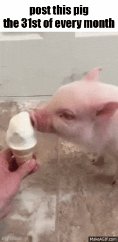 a pig is licking an ice cream cone with the words post this pig the 31st of every month