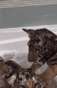 two tiger cubs are playing in a bathtub with foam