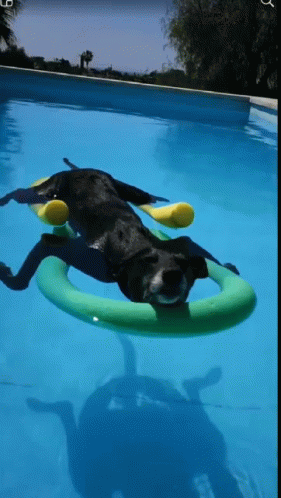 Pool Dog GIF