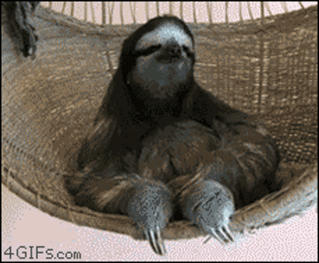 Can You Not Cute GIF - Can You Not Cute Funny GIFs