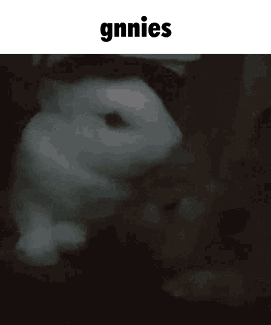 a picture of a rabbit with the word gnnies on top of it