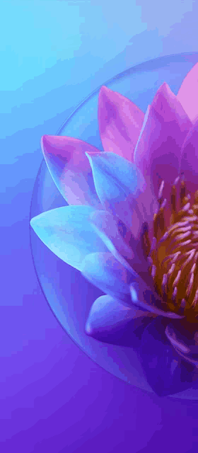 a close up of a purple and blue flower in a glass bowl