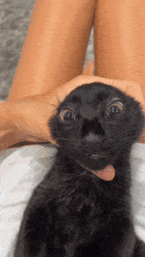 a person is holding a black cat with a surprised look on its face