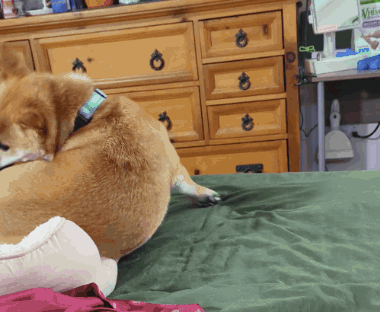 Shiba Inu Chase Tail GIF - Shiba Inu Chase Tail Fall Off Bed GIFs