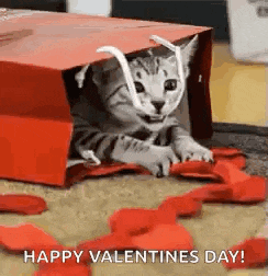 a kitten is playing in a red box with red petals on the floor .