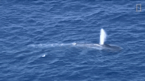 a whale is swimming in the ocean with a national geographic logo on the bottom