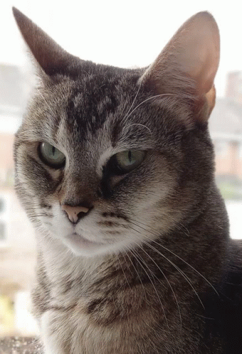 Juno The Cat Who I Love Very Much GIF