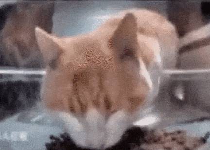 a close up of a cat eating from a bowl .