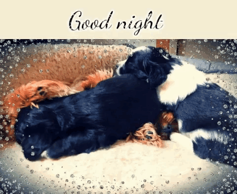 a picture of three puppies laying on a bed with the words good night above them