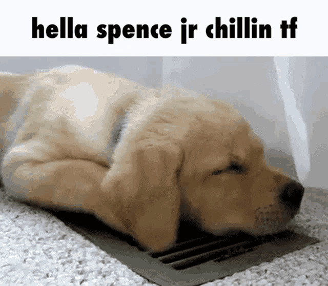 a puppy laying on a vent with the words hella spence jr chillin tf below it