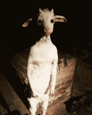 a white goat is standing on its hind legs in a dark room