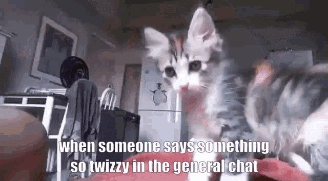 When Someone Says Something So Twizzy Cat GIF - When Someone Says Something So Twizzy Cat GIFs