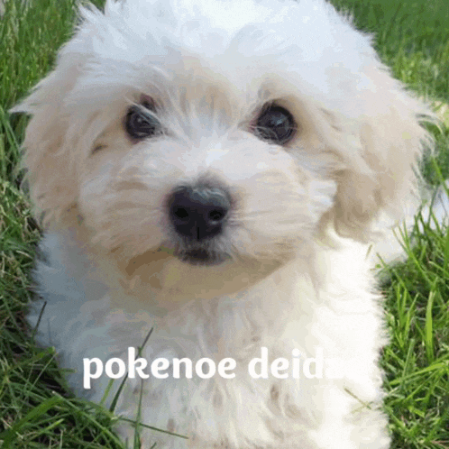 a small white dog is laying in the grass with the words " pokenoe deido " on the bottom right