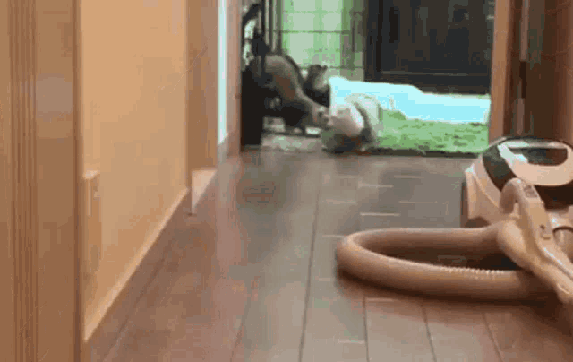 Animal Hopping GIF - Animal Hopping Slide GIFs