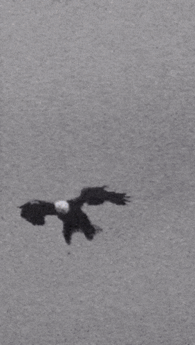 a bald eagle is being struck by lightning in a cloudy sky