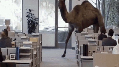a camel is walking through an office with people sitting at cubicles
