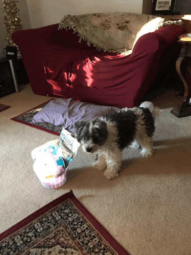 a small black and white dog standing in a living room next to a couch