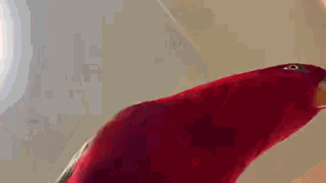a red parrot is holding two guns in front of its head .