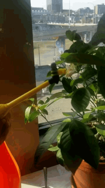 a person spraying a plant with a yellow sprayer in front of a window