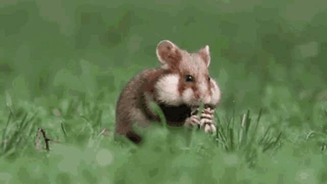 a hamster is eating a nut in the grass and looking at the camera .