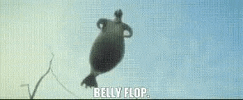 a seal is flying through the air with the words `` belly flop '' written on it .