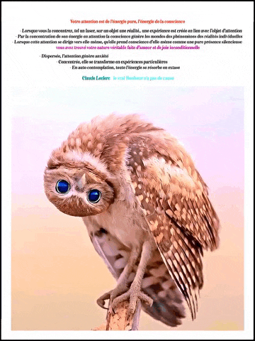 an owl with blue eyes sits on a branch with a french text behind it