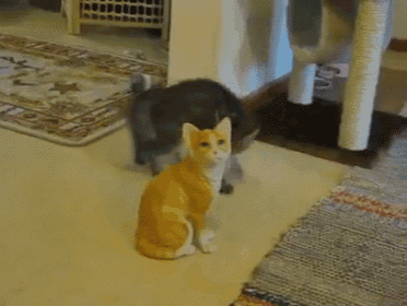 Kitten Fights A Cat Statue GIF - Cat Kitty Kitten GIFs