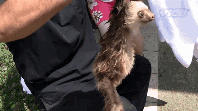 Bath Dry Off GIF - Bath Dry Off Hang In There GIFs