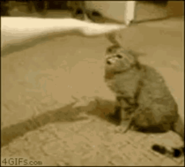 a cat is sitting on the floor with a person 's foot on its head .