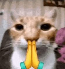 a cat is praying with its hands folded in prayer .