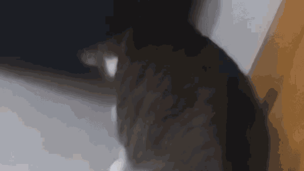 a close up of a cat standing next to a wall and looking at the camera .