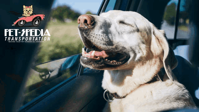 a dog is sitting in a car with its eyes closed and the words pet-pedia transportation below it
