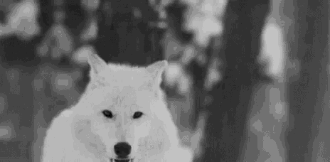 Walking Dead Thank You GIF