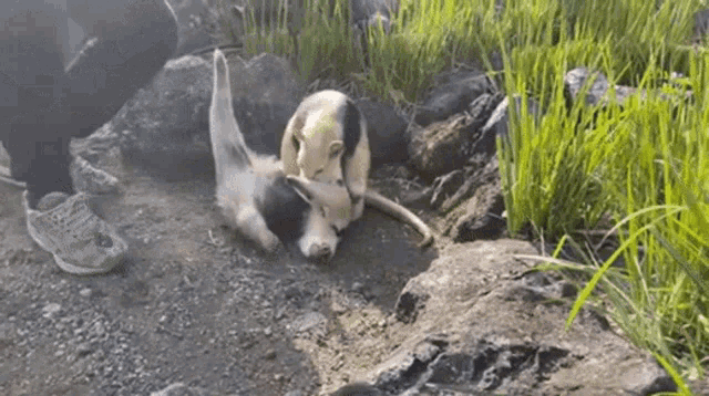 a black and white dog is laying on the ground next to a person .