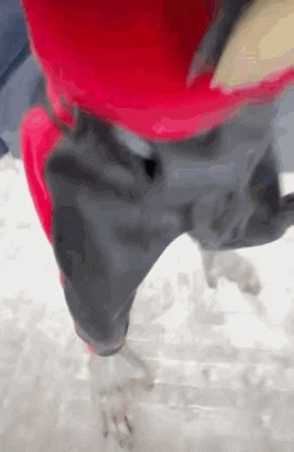a person wearing a red shirt and gray shorts is walking in the snow