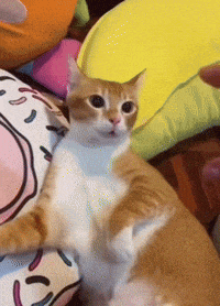 a cat is laying on a donut pillow