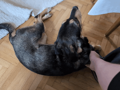 a dog laying on a wooden floor with a person petting it