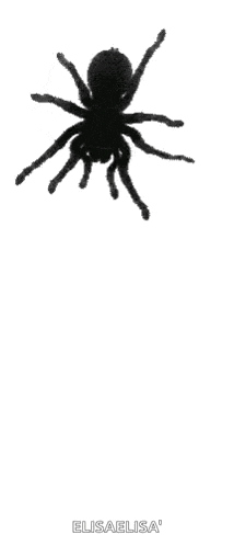 a silhouette of a spider on a white background