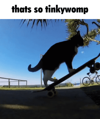 Tinkywomp Cat GIF - Tinkywomp Cat Skateboard GIFs