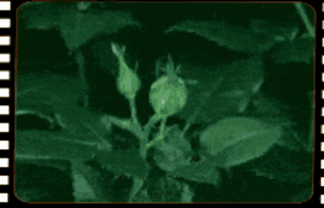a close up of a red rose with green leaves on a green background