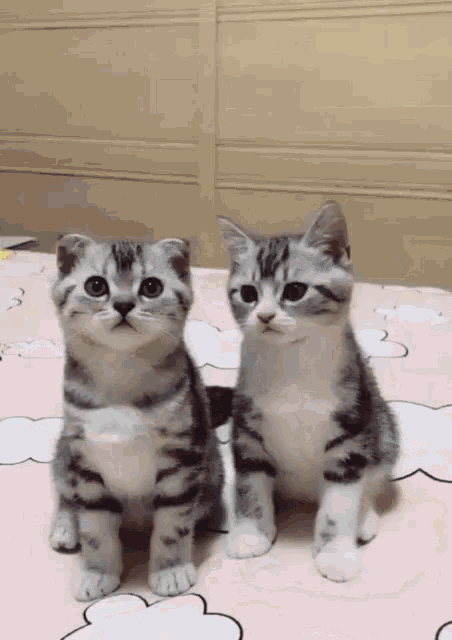 Funny Kittens GIF - Funny Kittens GIFs