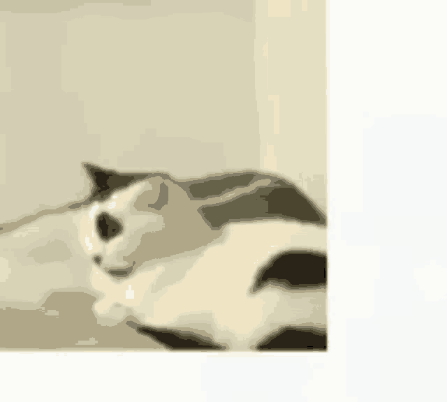 a white and black cat is laying on a bed .