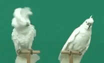 Parrot GIF - Parrot GIFs
