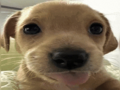 a close up of a puppy 's face with its tongue out
