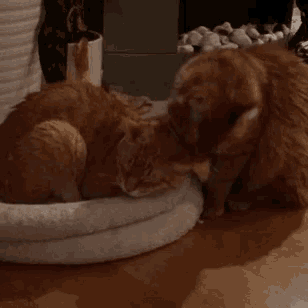 two cats are playing with each other on a wooden floor