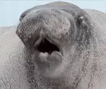 Walrus Funny Animals GIF - Walrus Funny Animals Lmao GIFs