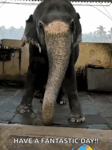 an elephant is standing on a tiled floor with the words have a fantastic day written below it