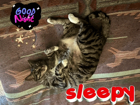 a cat is laying on its back with a good night sleepy sticker above it